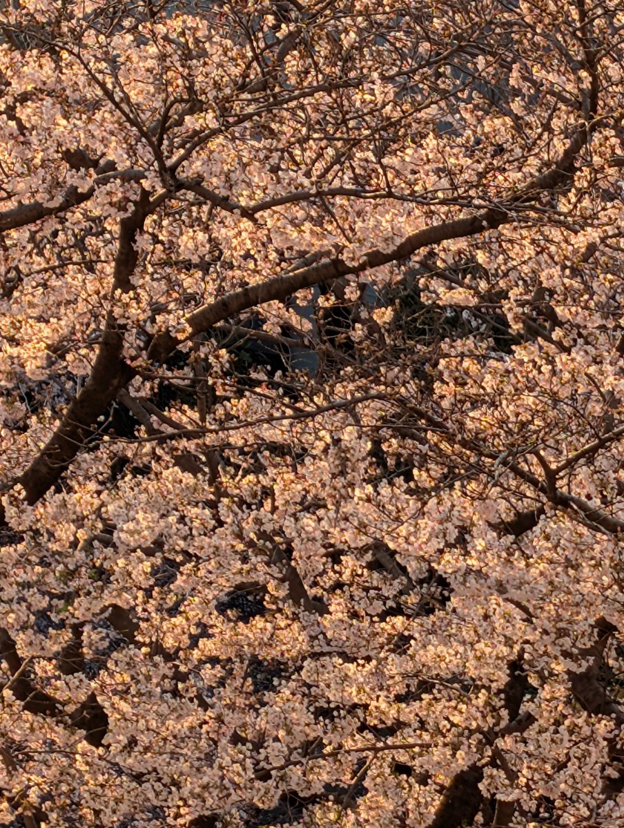 大西久美子 tweet media