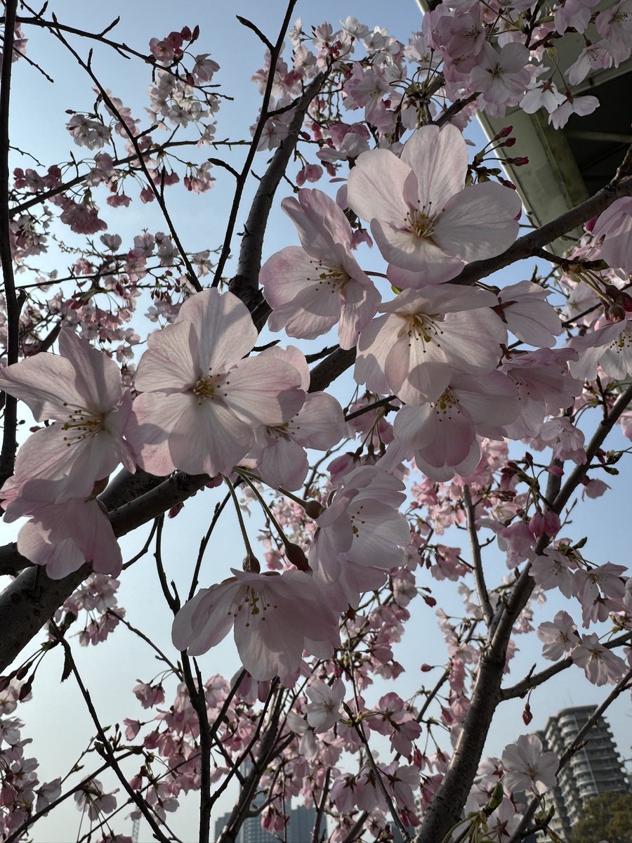 Akane_Zero's tweet photo. おはようございます☀
今日のハッシュタグが変わってる〜って思って調べたら、7周年の記念日だったんですね。おめでとうございます㊗️🎉
継続は力なり。ワタシも見習わなくっちゃ。
#おは戦7th☀️HB https://t.co/E7ZhlduOl5