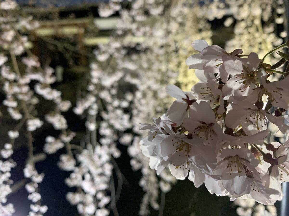 peachmouse tweet media