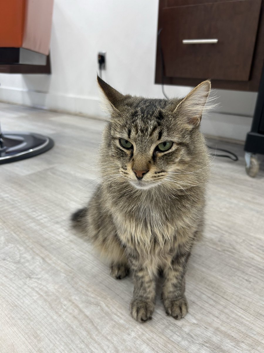 fazli12345's tweet image. #Kodi the #Kedi  #Cat @guvensalon