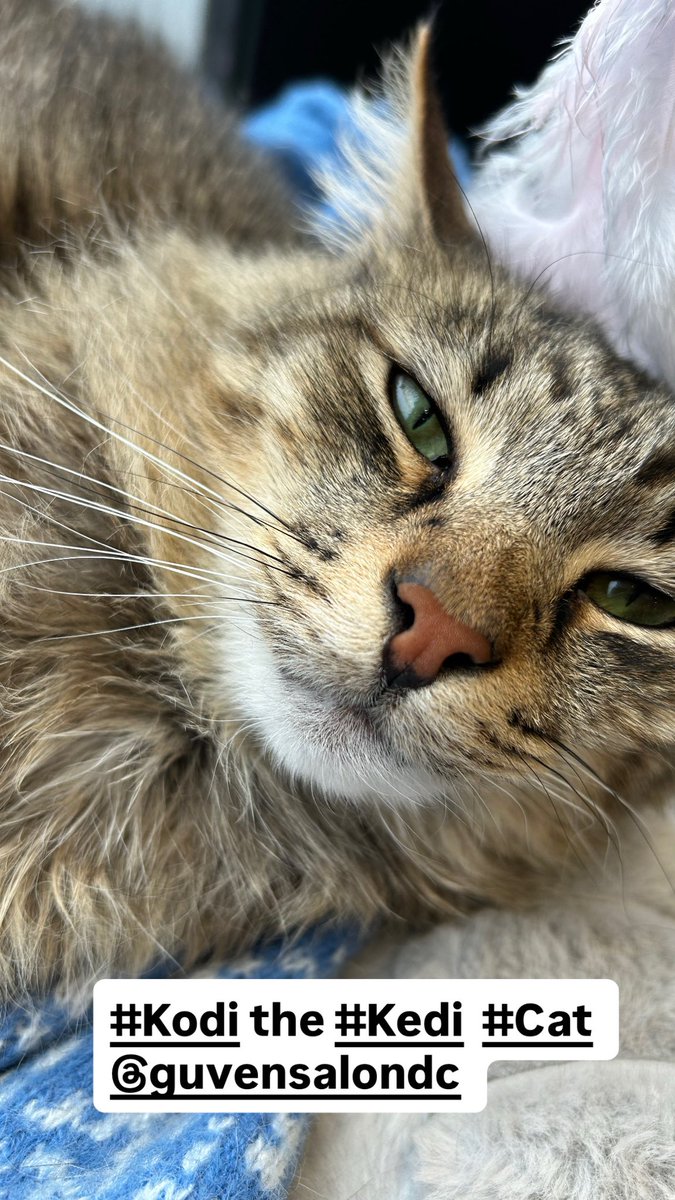 fazli12345's tweet image. #Kodi the #Kedi  #Cat @guvensalon