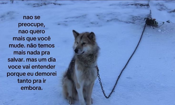 lis tweet media