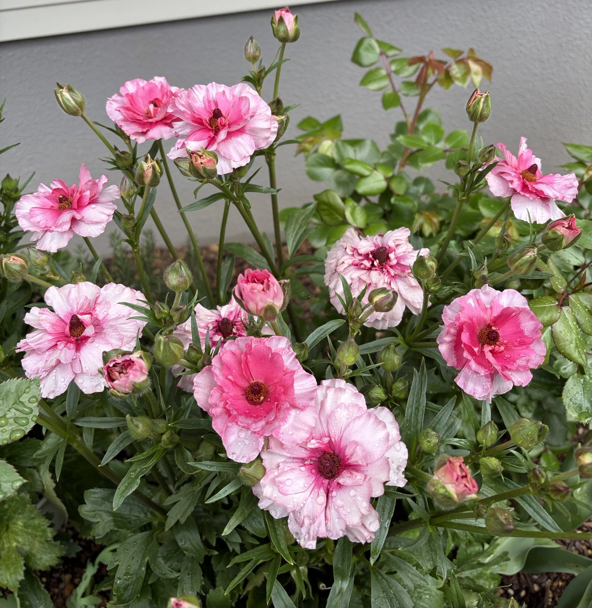 あーさん🌹ガーデニング tweet media