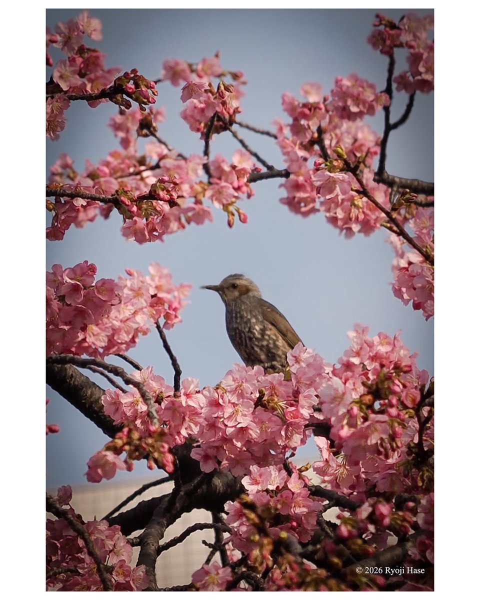 PhotoHassen's tweet photo. 新潟転勤前の2月28日に川崎市で撮影した河津桜とヒヨドリ？です。旅行中なのでレンズは35mm換算で24-80mm f2.8のみ。元データの約1/64までトリミングした写真ですので、画像は粗々です。

4/11は、久しぶりに会津若松で📸して来ます。 https://t.co/yhI1cHl4Vp