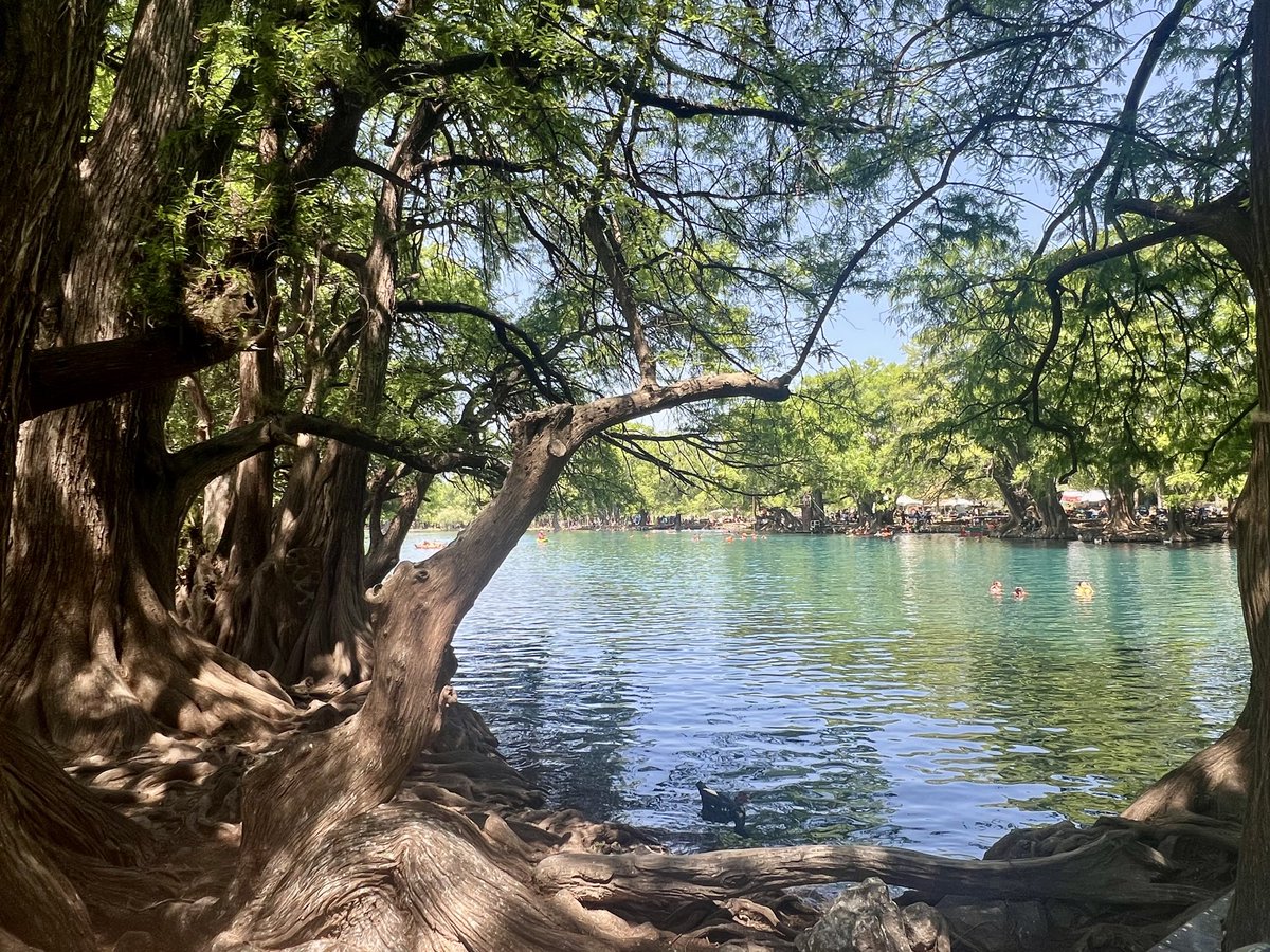 Tóbal (Chonky Ocelot) tweet media