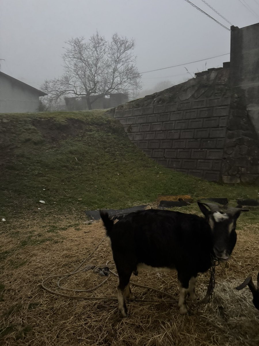 ハスキー坊主 tweet media