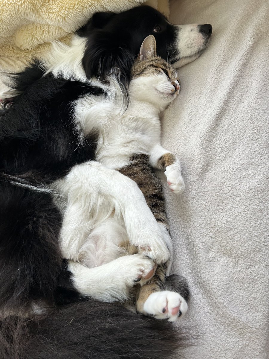 ボーダーコリーしずく tweet media