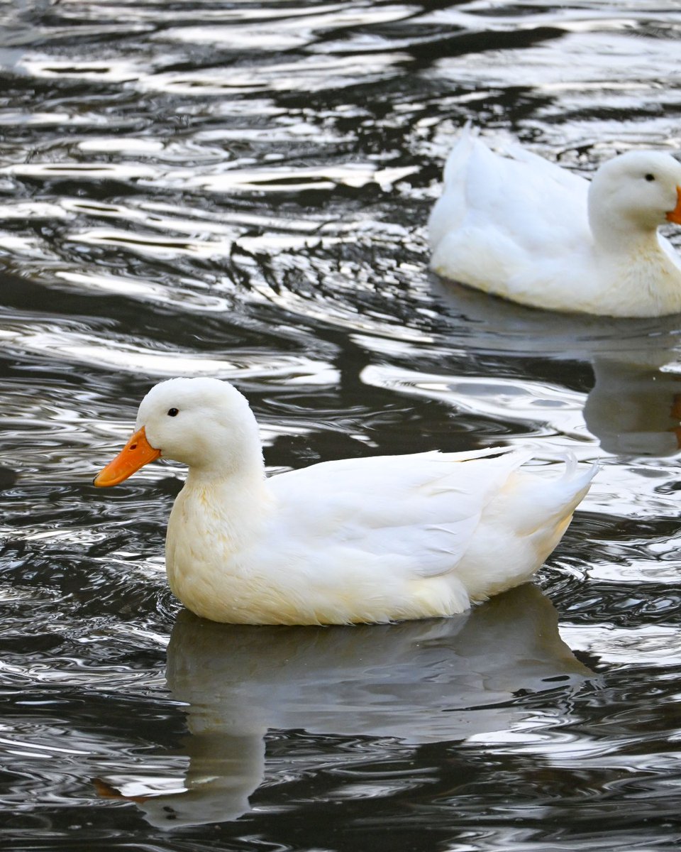 UIC Universidad Intercontinental tweet media