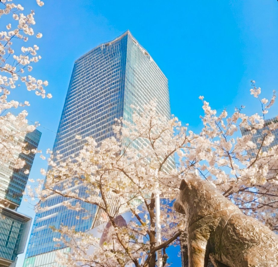 おはようございます☀
都内は久々に朝から快晴で気分は良きですね😇
昨日は夕方から渋谷と原宿を歩きまくり、またもや足カクカクしかじか🦌坂道と人大杉マジ堪えたは〜👣💦
新宿池袋はそんな事無いのにホントあのエリアは若い人ばっかで…無理しちゃうのよおっさんは😅
皆様、今日も良い一日を！😊