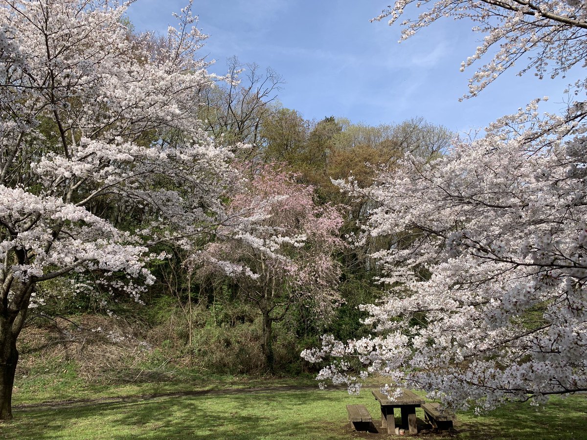 yadamaru tweet media