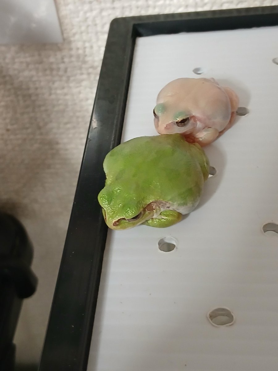 アドリブFROG tweet media