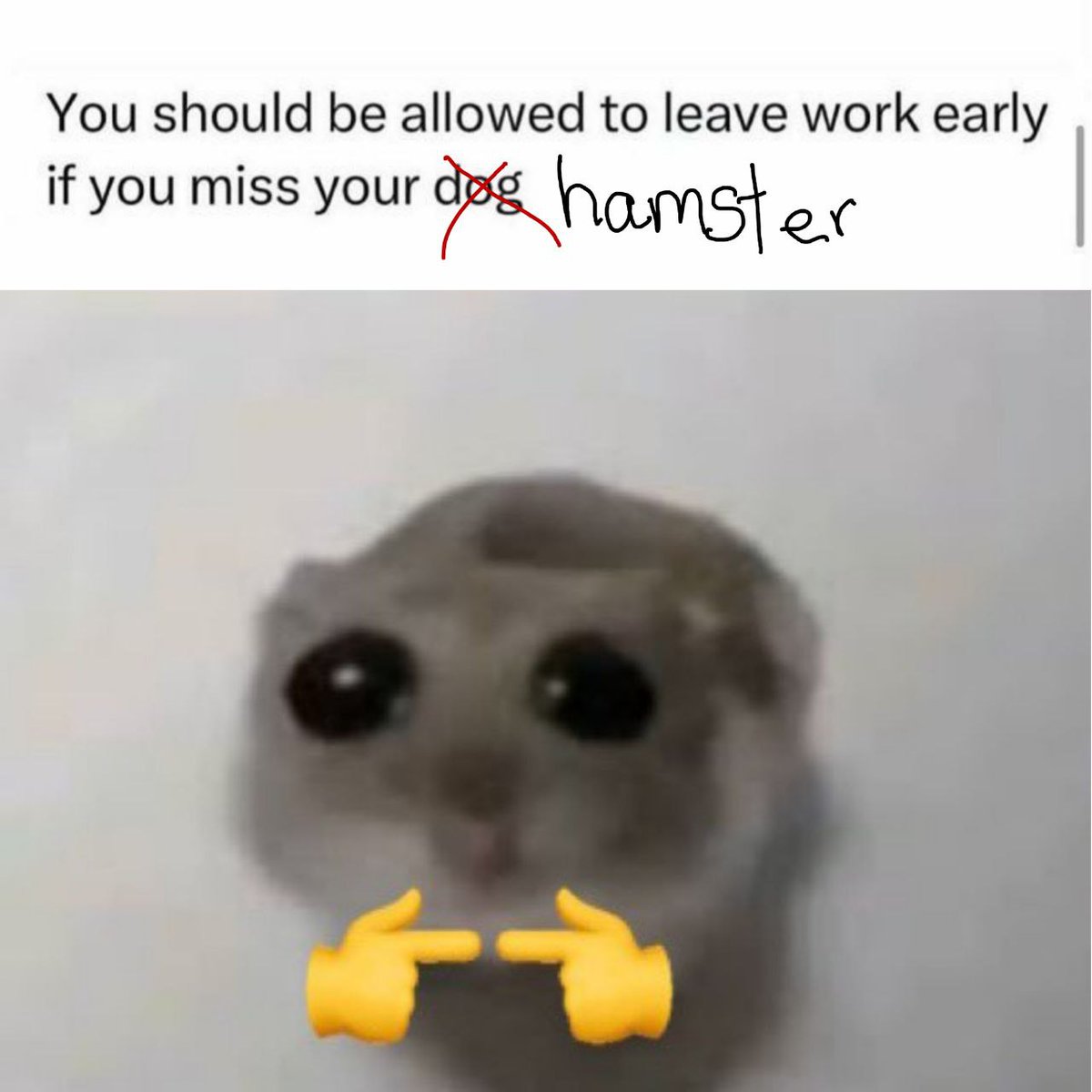 🐹👉👈