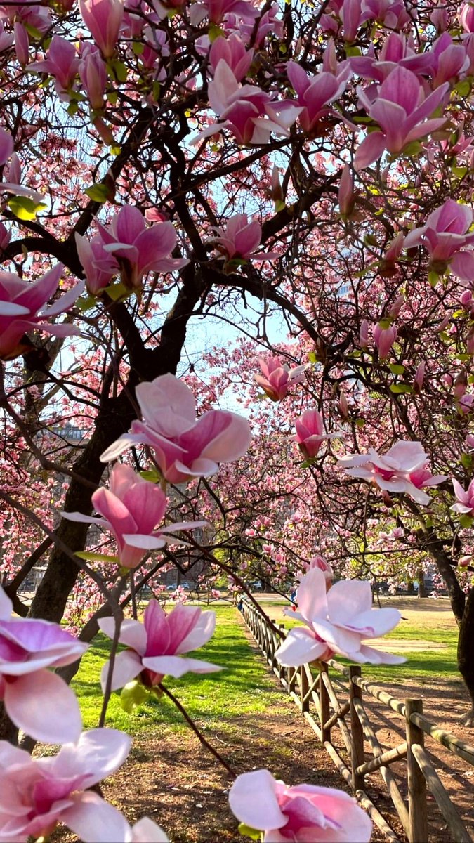 🌲Norway Pine 🇳🇴🐰 tweet media