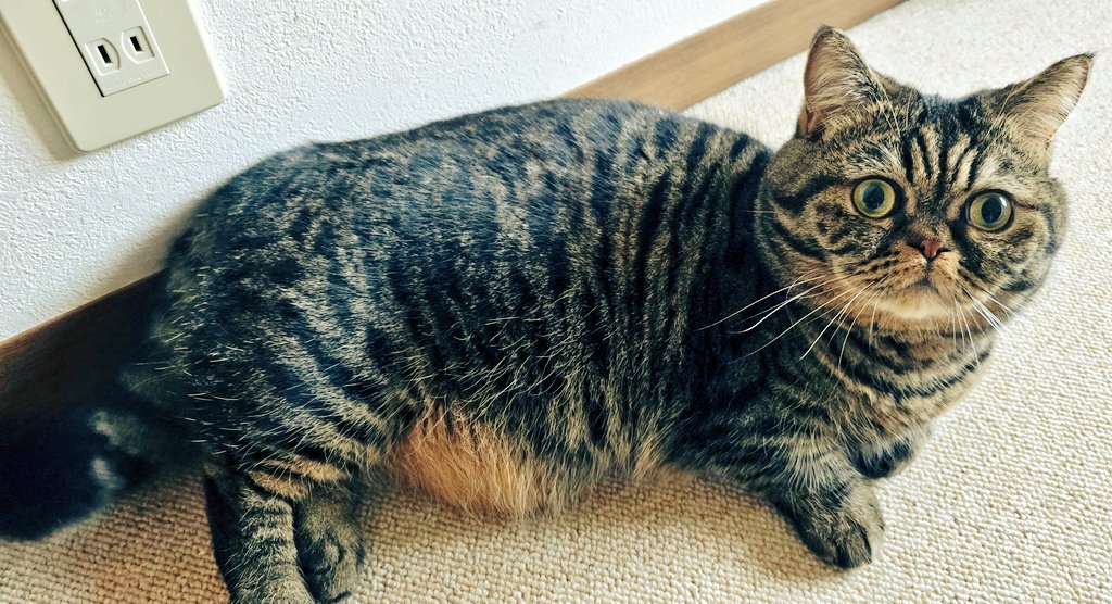 望月しし丸 tweet media