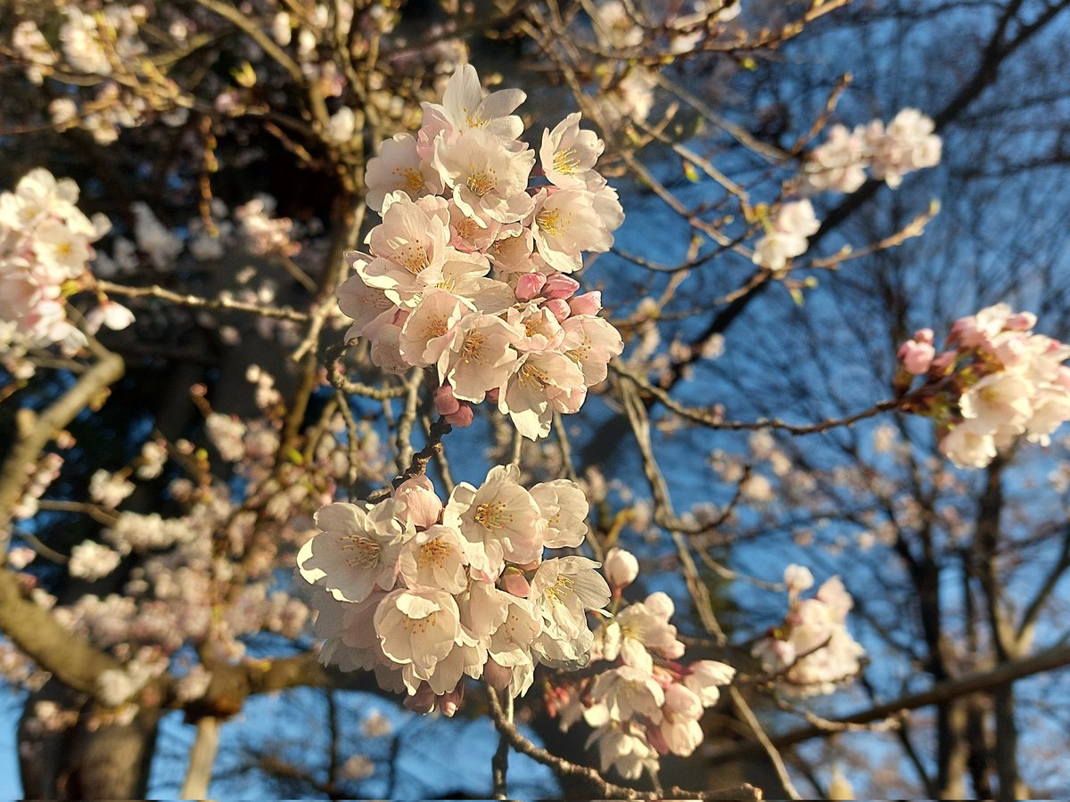 ぴょぽーん tweet media