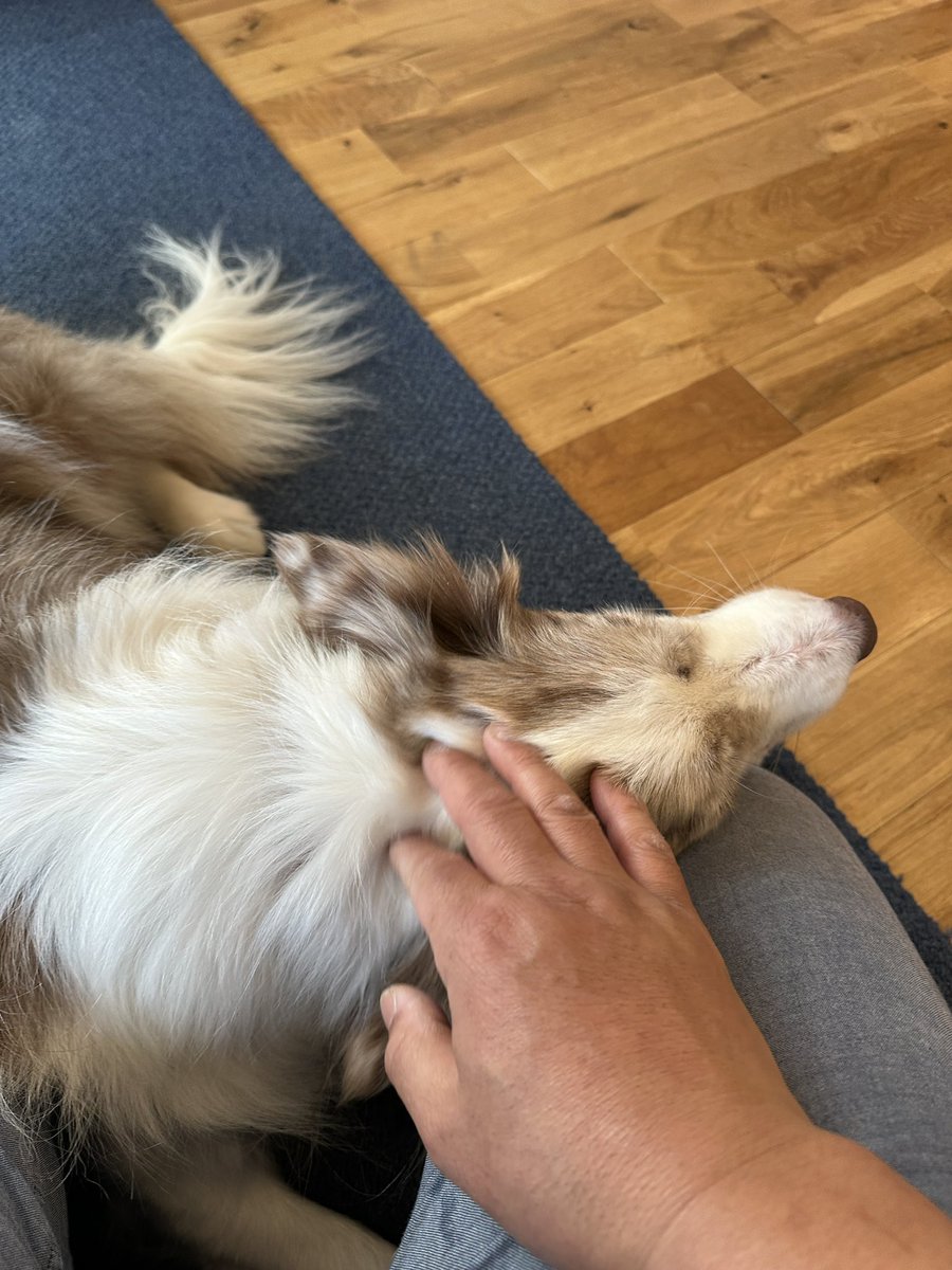 くまごろう tweet media