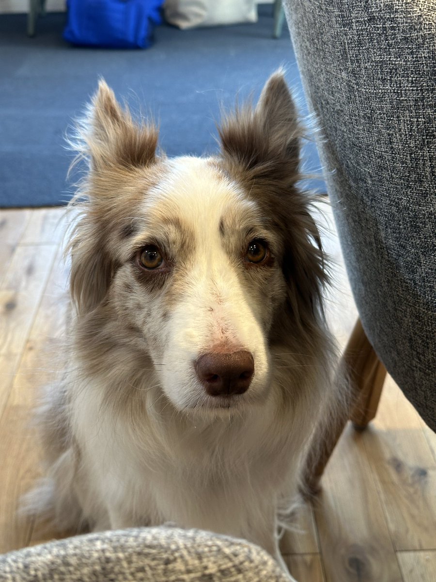 くまごろう tweet media