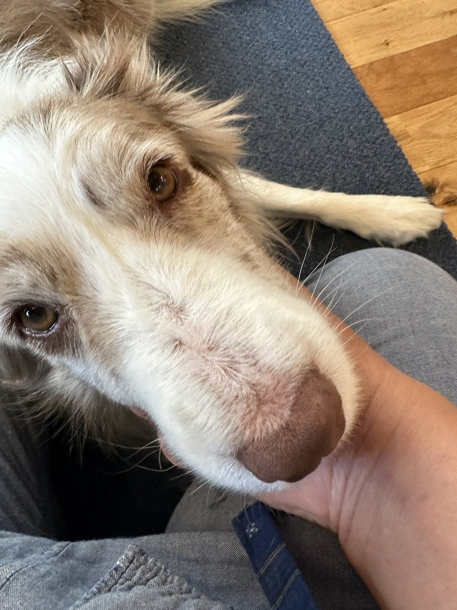 くまごろう tweet media