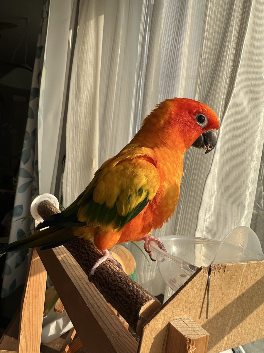 フォーティーフォー tweet media