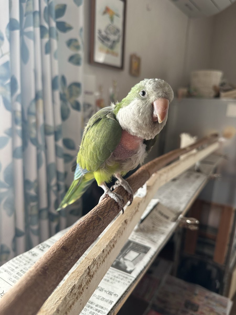 フォーティーフォー tweet media