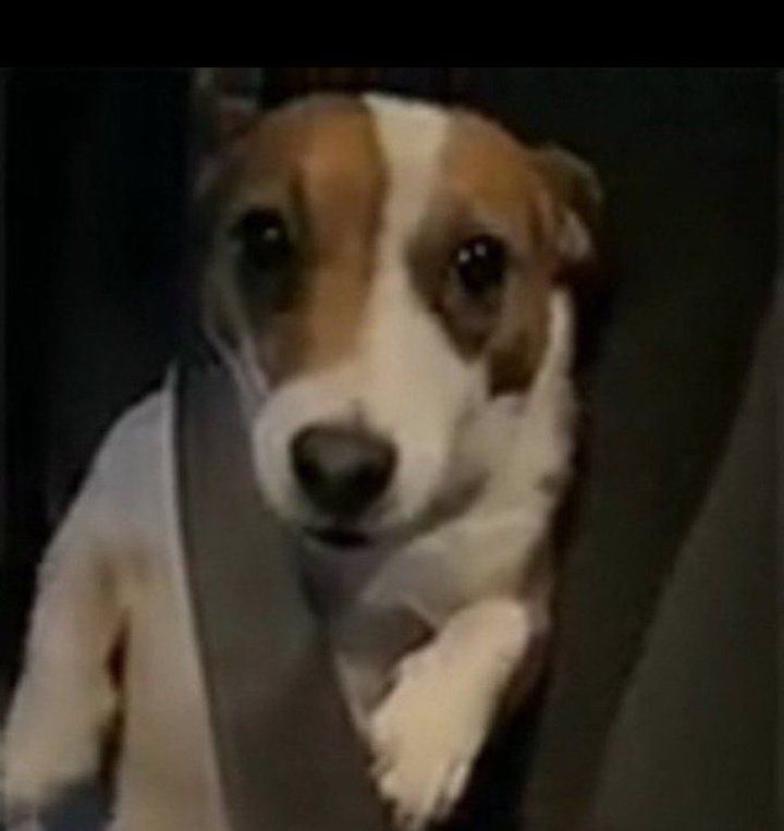 gabipinha tweet media