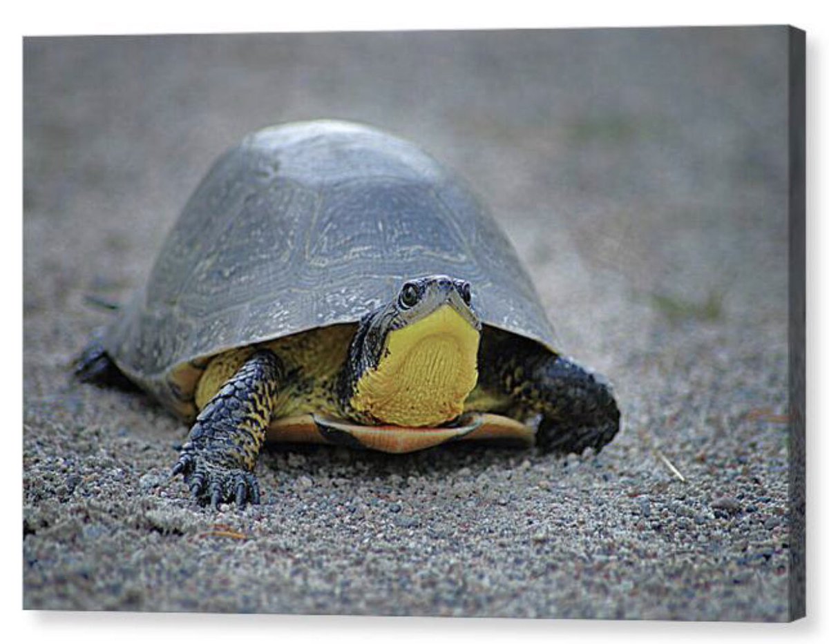 Shonna Hawkins Photography tweet media