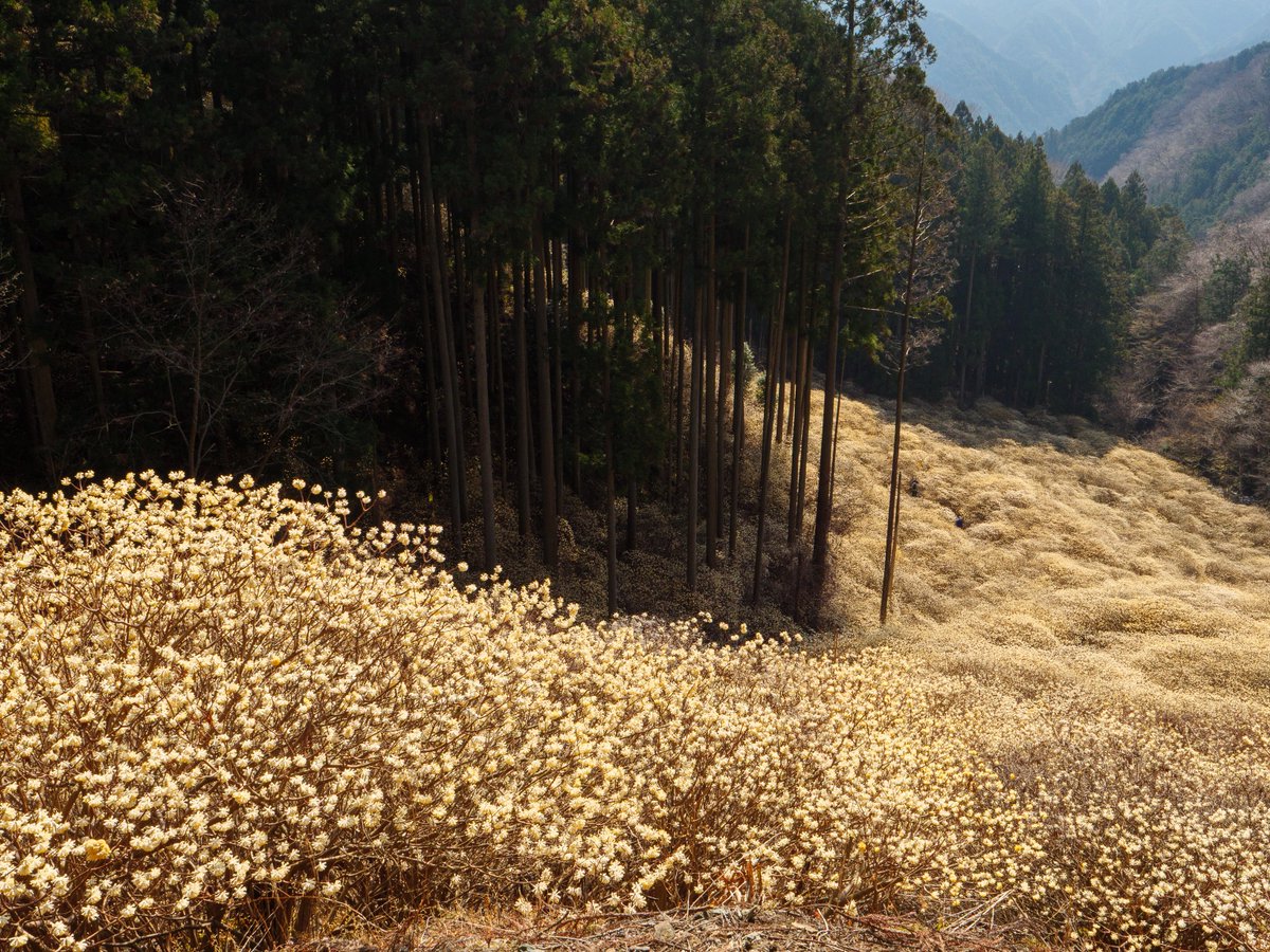 屋敷山 ミツマタ群生地 2/5

ミツマタ群生地の入口が近づいてきた。車道から見下ろす斜面にミツマタによる黄金色の絨毯が広がっている。これはすごいぞ🌟

LUMIX G9 Pro
Panasonic LEICA 12-60mm F2.8-4.0