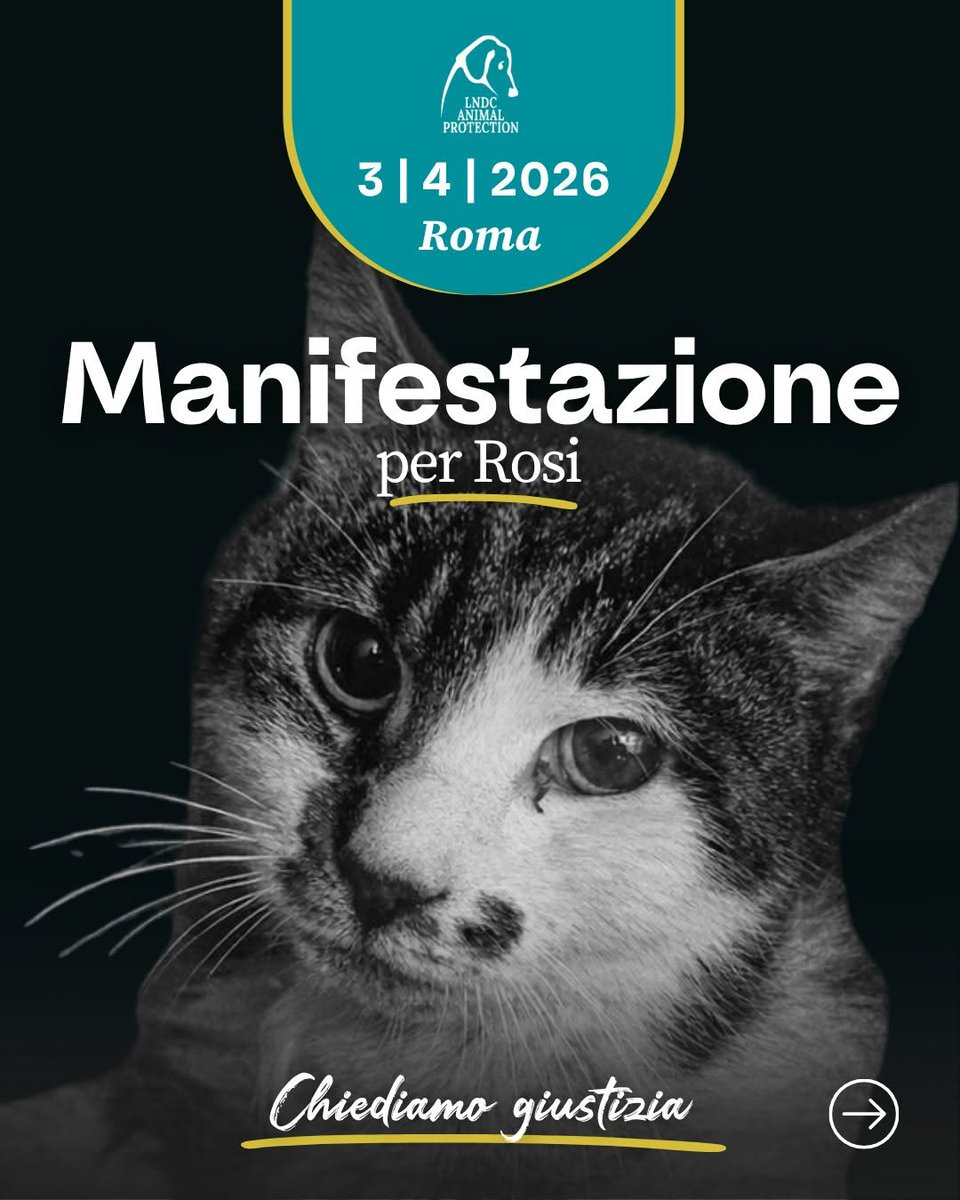 Dama_DeLobos's tweet photo. Mañana,no podemos estar en #Roma en la manifestación pero cada uno desde nuestro rincón del mundo,podemos manisfestarnos
#giustiziaperrosi para que  @gualtierieurope busque al violador de Rosi un animal inocente, mañana puede ser una niña,una mujer,u otro animal no lo permitamos https://t.co/dXLpAkiSH6