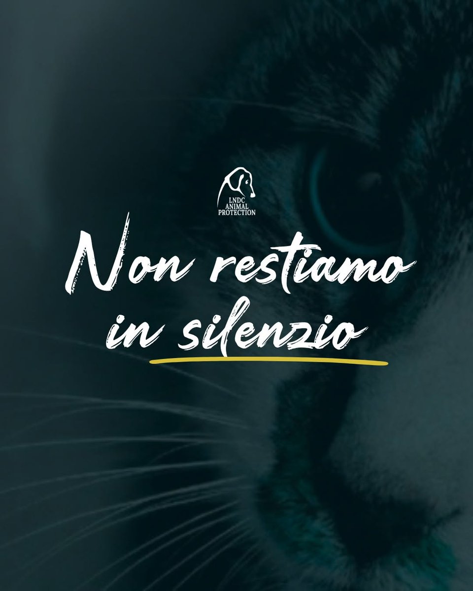 Dama_DeLobos's tweet photo. Mañana,no podemos estar en #Roma en la manifestación pero cada uno desde nuestro rincón del mundo,podemos manisfestarnos
#giustiziaperrosi para que  @gualtierieurope busque al violador de Rosi un animal inocente, mañana puede ser una niña,una mujer,u otro animal no lo permitamos https://t.co/dXLpAkiSH6