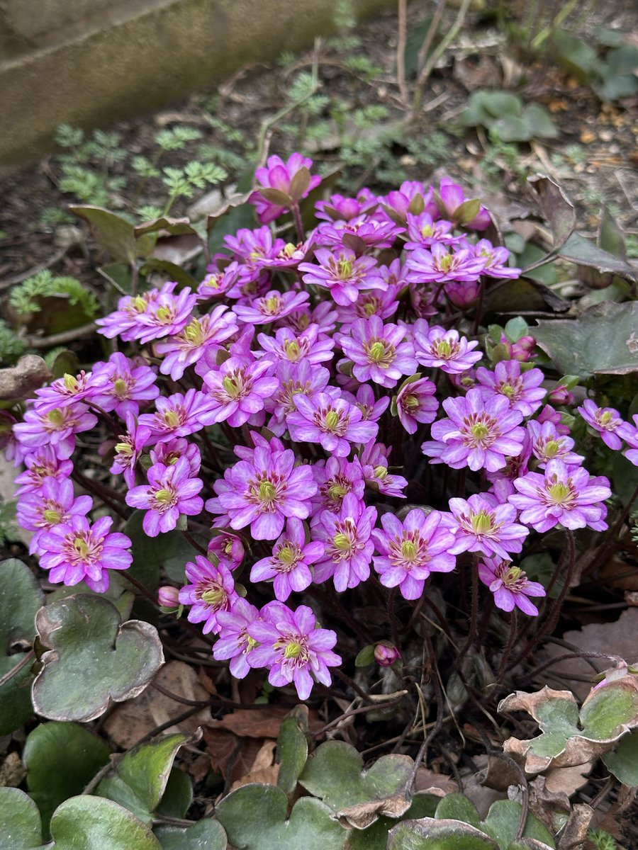 山茶花🌺 tweet media