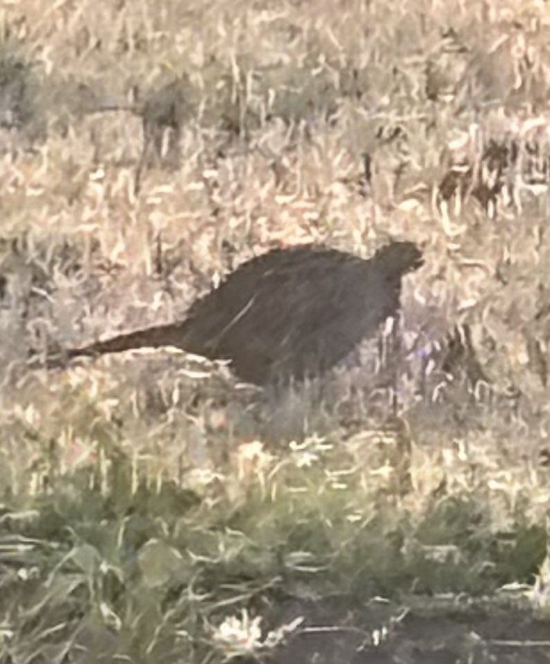 お久しぶり！

今日はペアでお目見えです

桜は何とか明後日までは持ちそうですね
ただ明日の雨が心配ですが。

#勲碧酒造
#春の新酒祭
#五条川桜並木