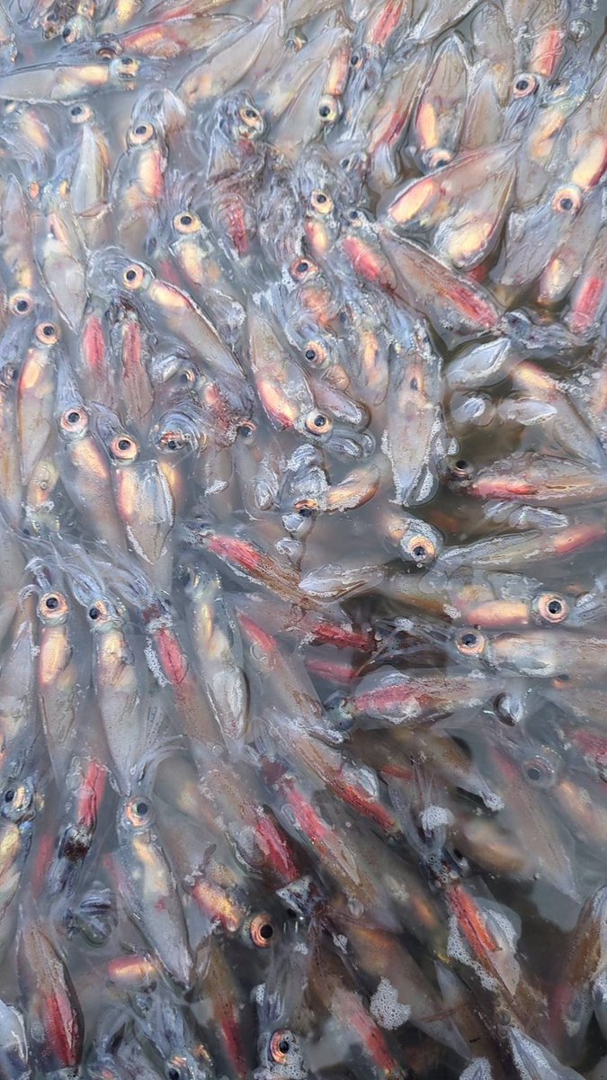 えびよね（蛯米水産加工）塩辛🦑🖤富山 tweet media