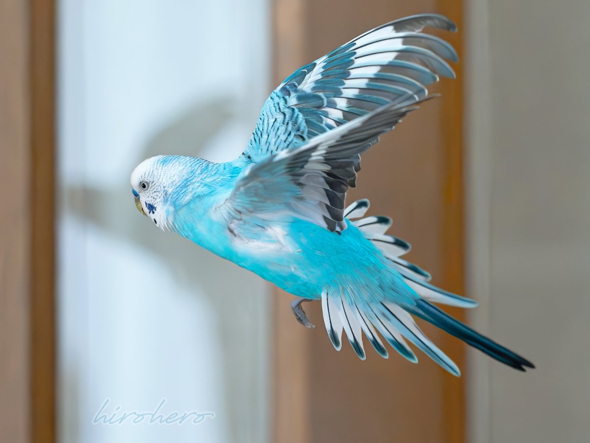 hirohero tweet media