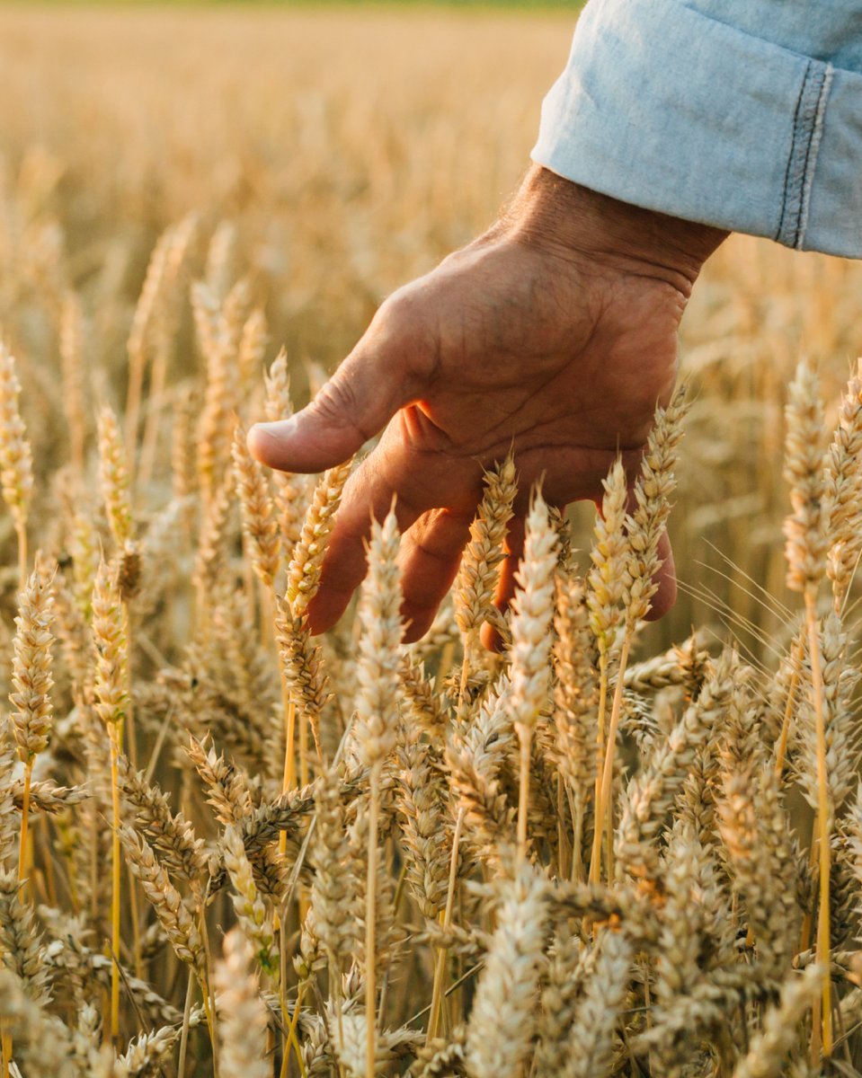 Did you know? Before Downsview Park or Arbo, this area was part of York Township farmland in the 1800s. Fields and woodlots once covered the landscape before aviation, military operations, and new communities gradually reshaped the land.