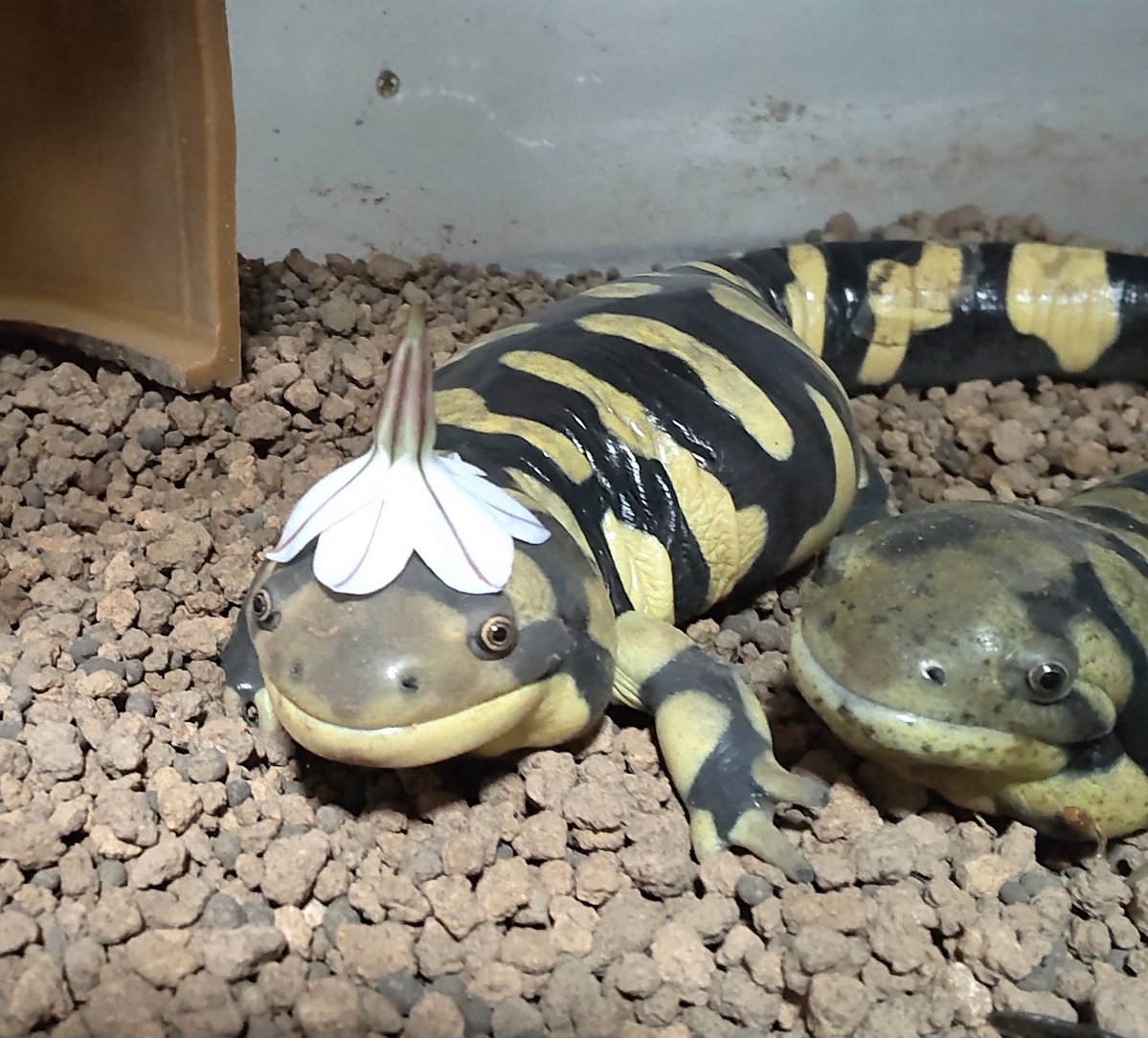 ぴ🐸❤frogs tweet media