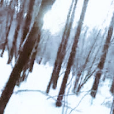 モルモット tweet media