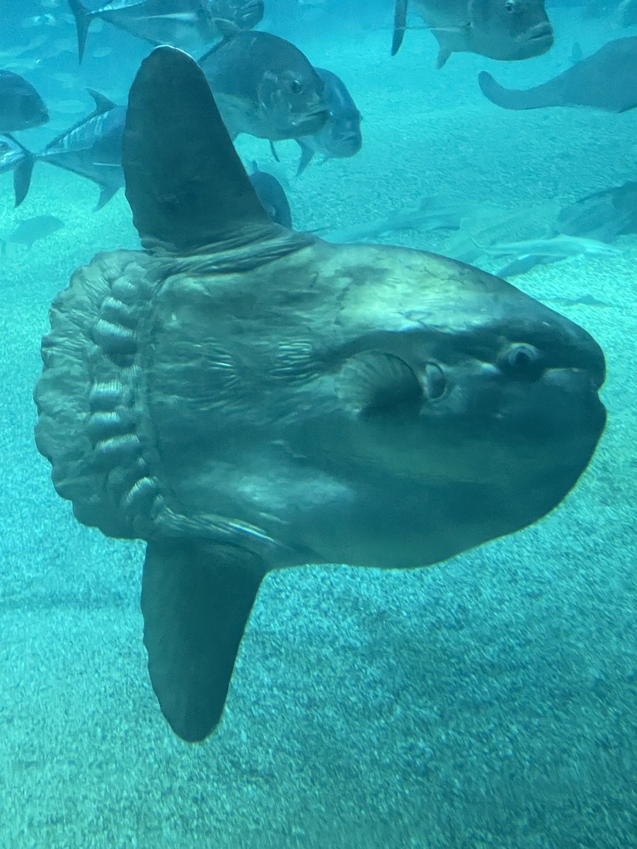 牛マンボウ博士＠4/11博物マニア 144、4/12関西めしけっと 飯405b tweet media