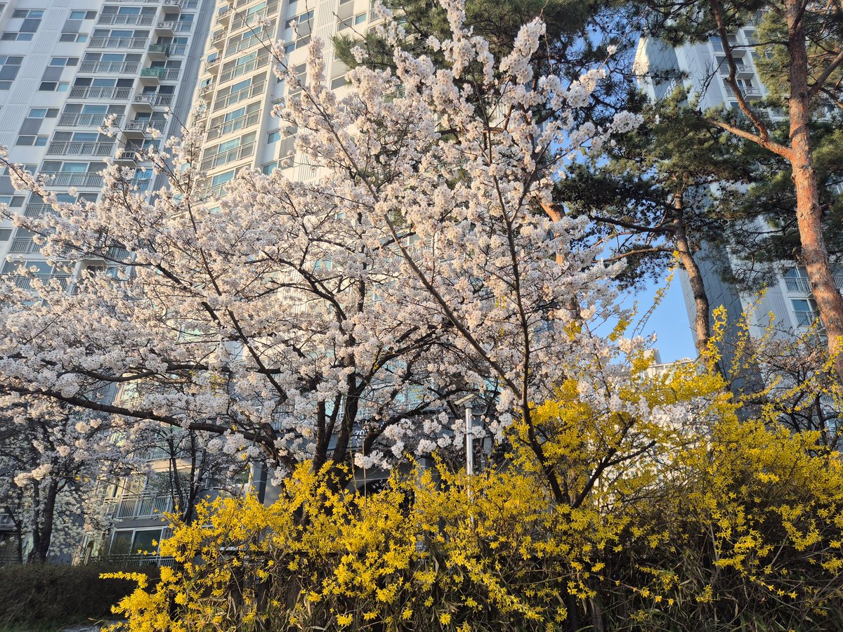 프시아 tweet media