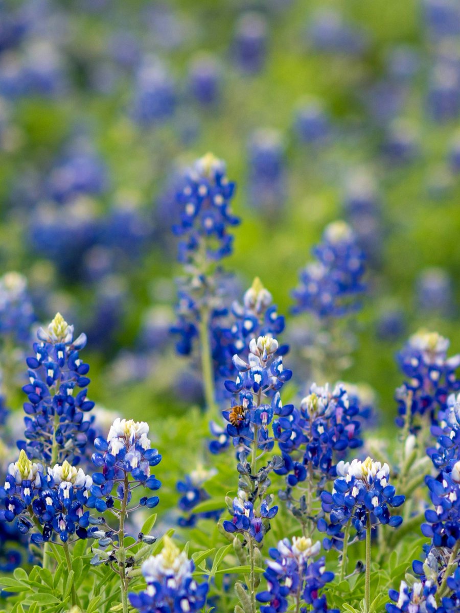 Conroe, Texas tweet media