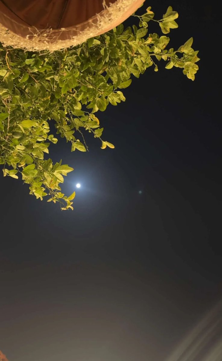 البلجيك tweet media