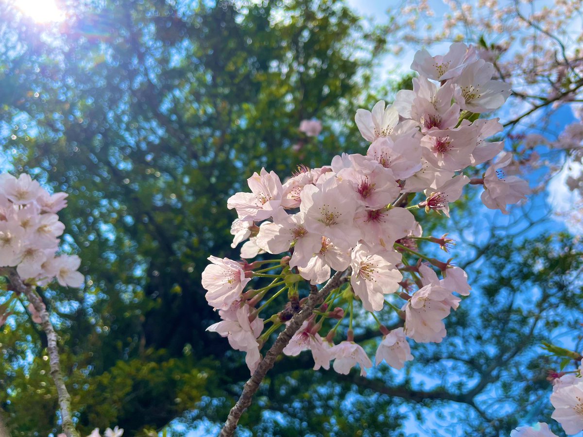 たべっこ tweet media