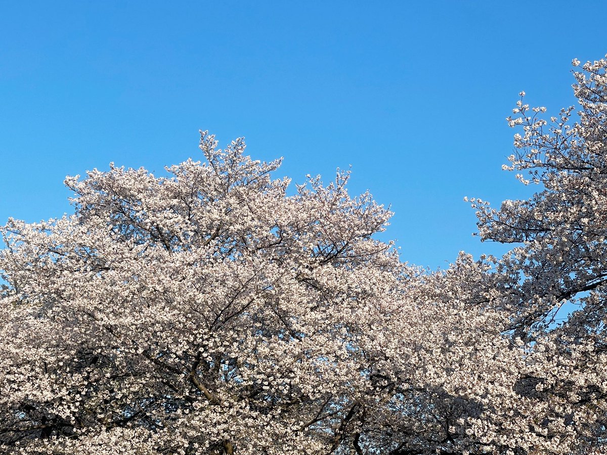 いよたん tweet media