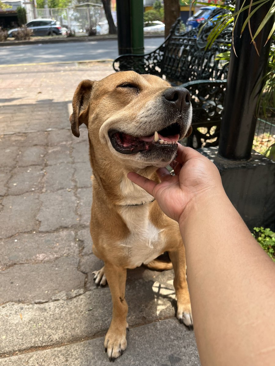 𝙷𝚎𝚕𝚊 𝙼𝚘𝚛𝚎 🐶 tweet media