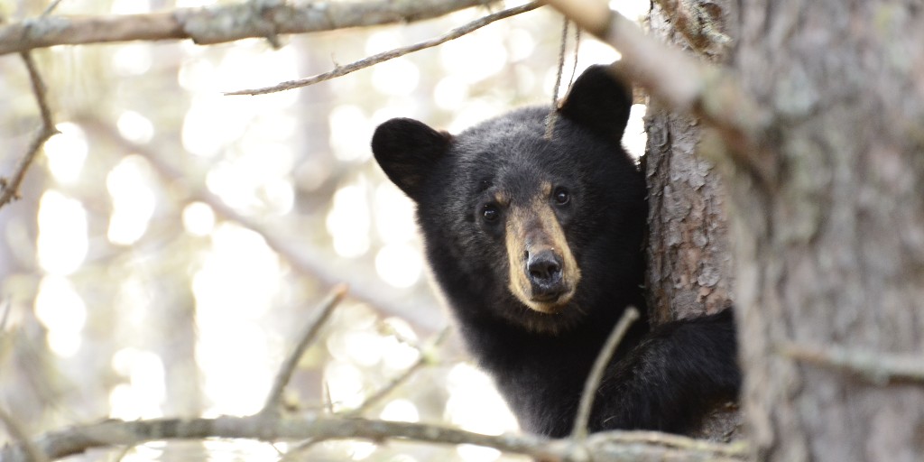 Frontenac Provincial Park tweet media