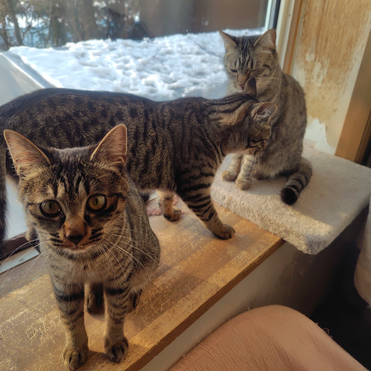 猫の鼻ちょうちん2ミリ tweet media