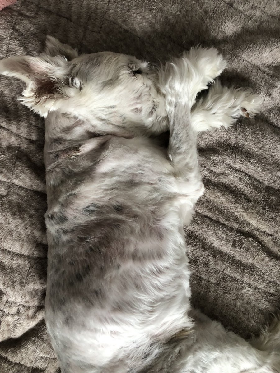 ジャスタ tweet media