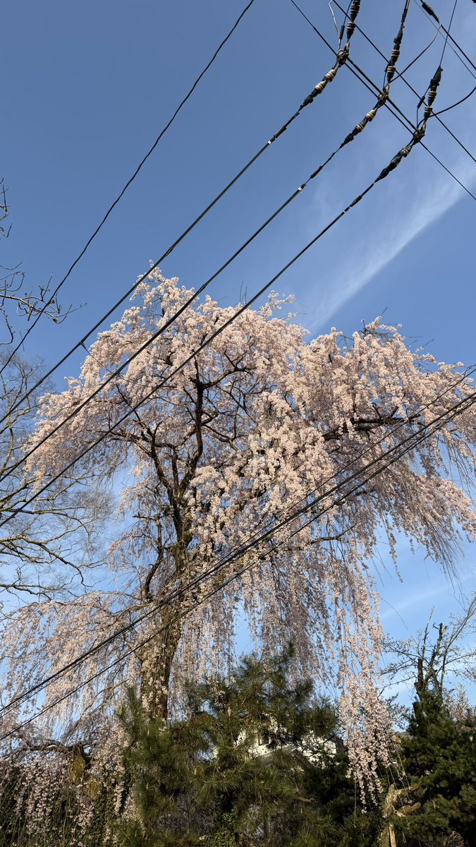 ぺつ🌿 tweet media