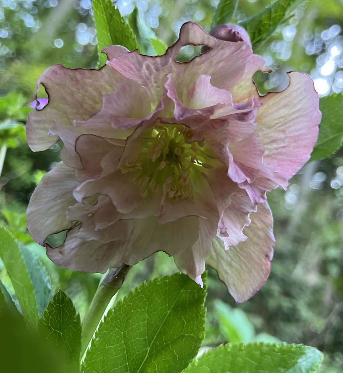 柿とみかんと無花果と tweet media