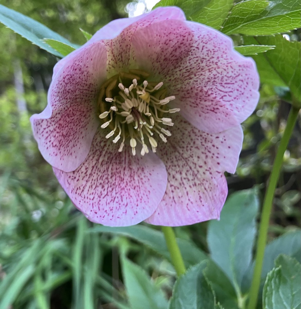 柿とみかんと無花果と tweet media