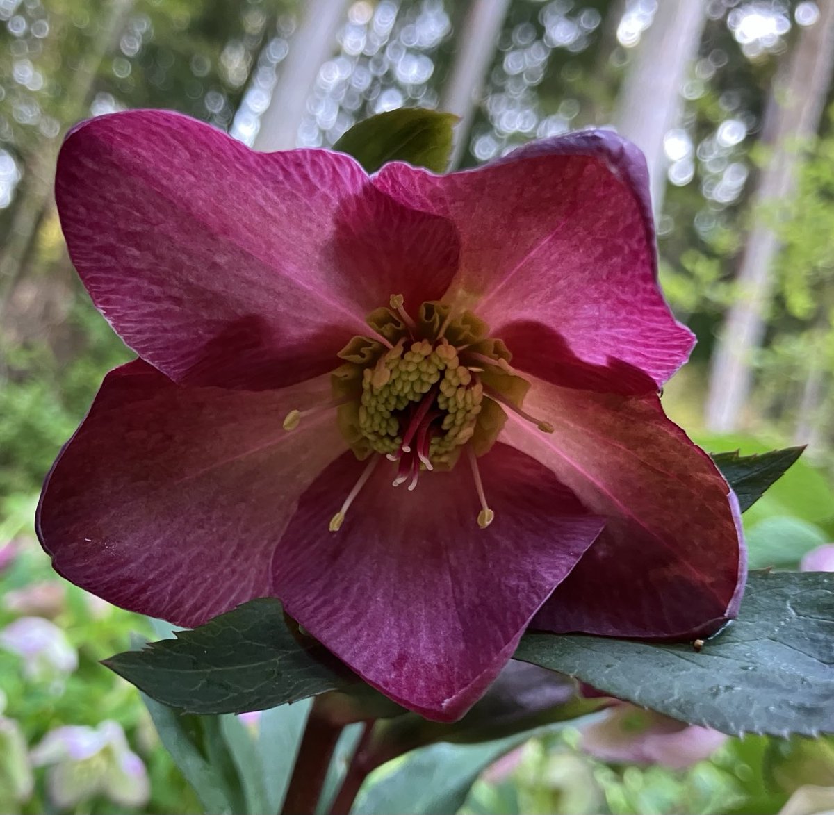 柿とみかんと無花果と tweet media